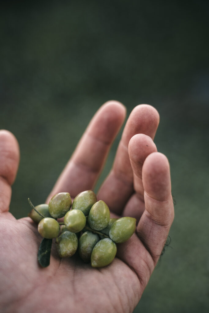 Η πολύτιμη ιστορία του ελαιολάδου της DAKRY 3 A7 02535