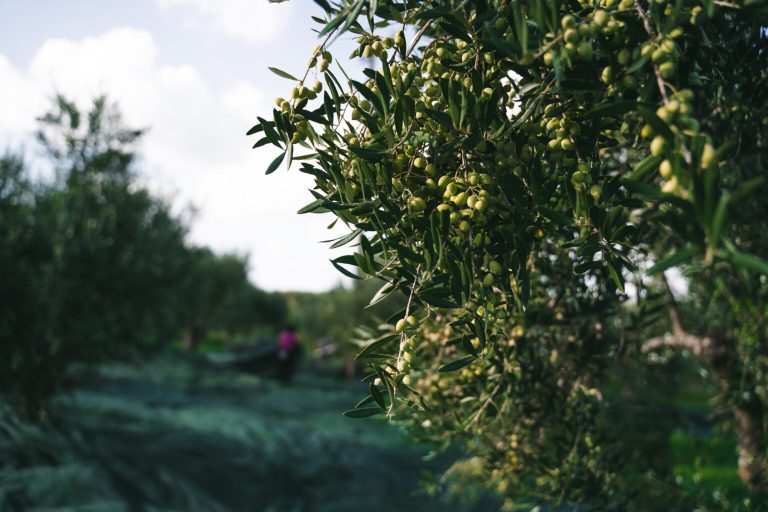 Τα οφέλη του "υγρού χρυσού" - εξαιρετικά παρθένο ελαιόλαδο 12 Dakry Olive | Drops Of Nature