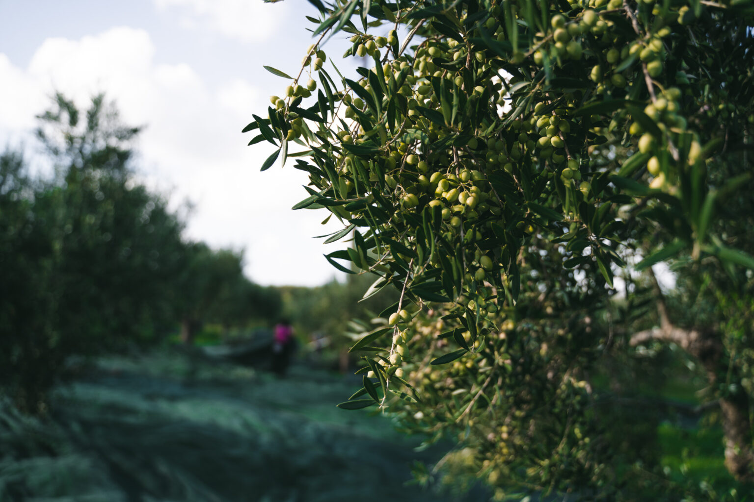 The benefits of "liquid gold" - extra virgin olive oil 1 A7 02328 1 1536x1024 1